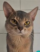Edler Deckkater mit Champion-Stammbaum in 34134