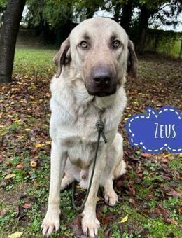 Zeus ein sehr großer Hundebub - Flörsheim-Dalsheim