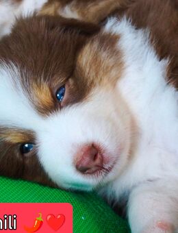 Australian Shepherd Welpen mit Papieren in Red White Copper FREI - Wechingen