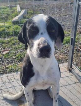 Luma von kettenlos - Bollingstedt