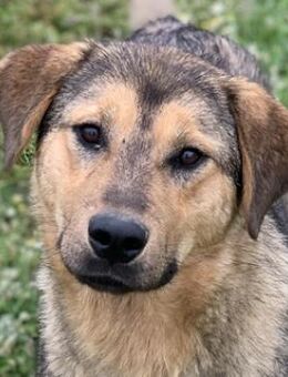 Bruno, geb. ca. 05/2020, GRIECHENLAND - Euskirchen