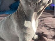 Französische bulldogge - Leverkusen