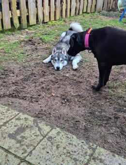 🐾 Herzensbrecher auf vier Pfoten: Labrador-Husky-Mix Welpen! 🐾 - Reichelsheim (Odenwald)
