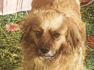 LUCKY STAR- unser kleiner Kerl ♥️ - Wettenberg
