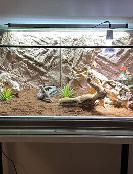 Zwergbartargame mit Terrarium - Pliezhausen