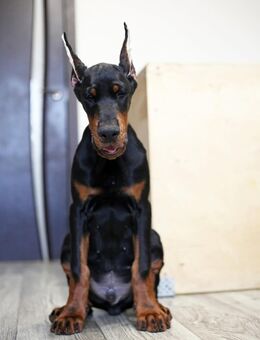 Reinrassige Dobermann Welpen mit Ahnentafel verfügbar. - Vlotho