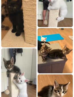 Main Coon Kitten - Leverkusen