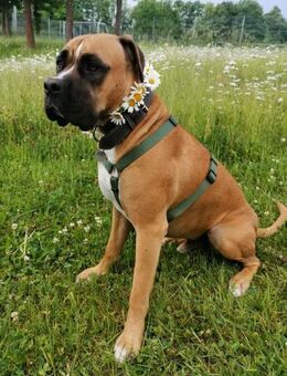 Ares-liebt die Nähe - Kallmünz