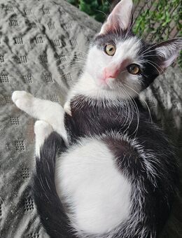Kitten Katzenbaby - Herzogenrath Zentrum