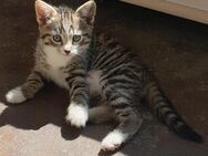 2 Katzenbaby's weilblich abzugeben ab dem 02.07. 25 - Oftersheim
