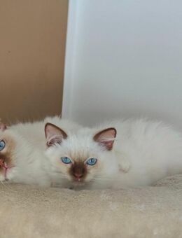 Filly cinnamon point mitted Ragdoll - Herford (Hansestadt)