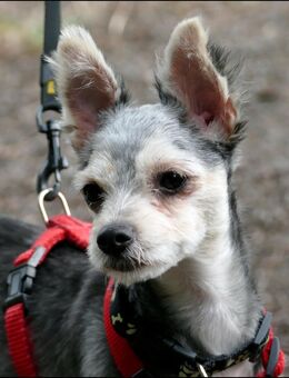 Süße kleine Yorki-Mix-Hündin sucht ein 5*Sterne-Zuhause - Hamm