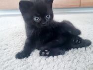 Wunderschöne BKH-Mix Kitten - Duisburg