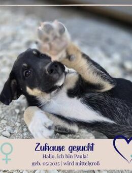 Paula - sucht dich - Philippsburg
