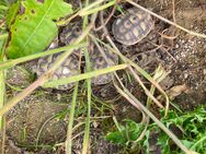 Griechische Landschildkröten von 2024 - Waldstetten (Bayern)