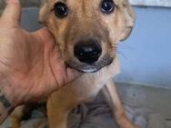 STEVIE ♥ sucht eigenes Körbchen - Duisburg