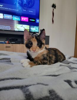 Verk. Schweren Herzens meine Frida - Duckow