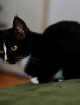 Neugierige kleine Momo sucht ihr Zuhause - Berlin