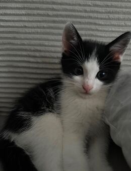 Katzenbaby zu verkaufen - Friedrichshafen