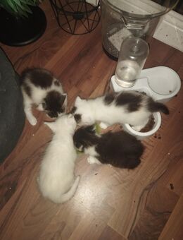 Maine-coon Mix Babys - Wolfenbüttel