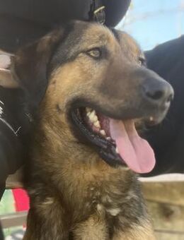 Toni - Charmanter, lieber Rüde - Berlin