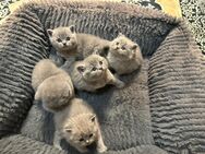 Zuckersüße 8 Bkh Kitten 3x beige, 5 graue - Kornwestheim