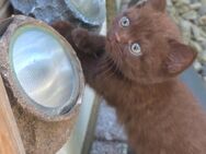 BKH Kitten reinrassig! - Hannover
