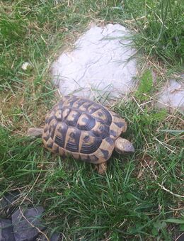 Verkaufe 2 weibliche griechische Landschildkröten THB - Heimsheim