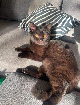 Lolo sucht neues zu hause - Bremen