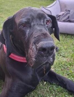 BELLA hat grosses Pech - Gefrees