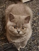 1 britisch Kurzhaar Bärchen in blue- Katerchen in 88605