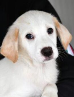 Tabu sucht ihre Familie - Neuss