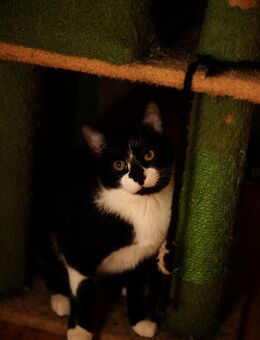 Katzenkind THADDÄUS sucht sein Zuhause! - Berlin