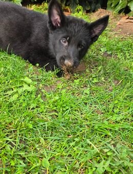 SCHWARZE Schäferhundwelpen - Gelsenkirchen