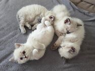 Ragdoll Kitten - Mühldorf (Inn)