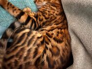 Bengal Katze zu verkaufen - Osnabrück