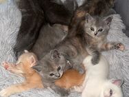 4 Wunderhübsche Kitten ab Mitte August abzugeben - Müden (Aller)
