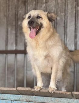Marou ist unsere liebe Knutschkugel 🐾 - Elsdorf (Nordrhein-Westfalen)