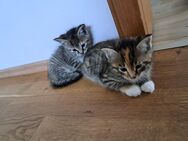 Main Coon Mix Kitten - Tensbüttel-Röst