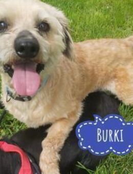 Burki ein kleiner sportlicher Bub - Flörsheim-Dalsheim