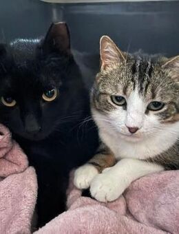 🆘 Cleopatra & Julius 🐾 - Eislingen (Fils)