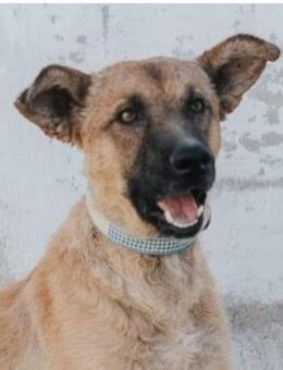 Franki - Süßer Rüde sucht Happy Home - Bad Camberg