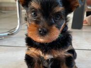 Yorkshire Terrier Welpe - 1 Rüde Black Tan - Kerpen (Kolpingstadt)