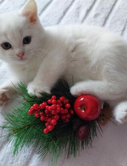 BKH, BLH-KITTEN - Neustadt (Weinstraße)