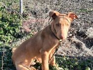 Pharaonenhund Feras - Essen