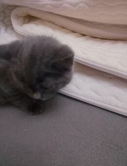 Kätzchen - Münster