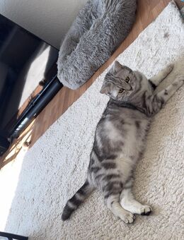 BKH Kitten dürfen ab Anfang September in ihr neues Zuhause ziehen - Berlin Reinickendorf