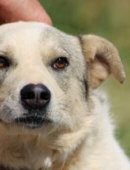 Omina - kinderlieb u. zutraulich - Lohra