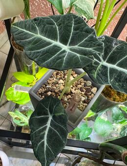 Alocasia Black Velvet variegata Pflanze - Buttstädt Zentrum