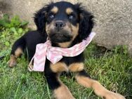 Bonnie - Welpenmädchen sucht Zuhause - Berlin